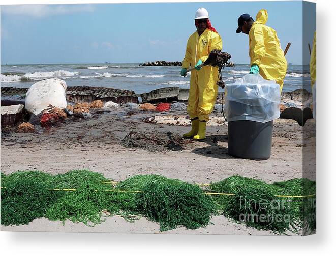 Accident Canvas Print featuring the photograph Gulf Of Mexico Oil Spill Clean-up #1 by U.s. Coast Guard/science Photo Library