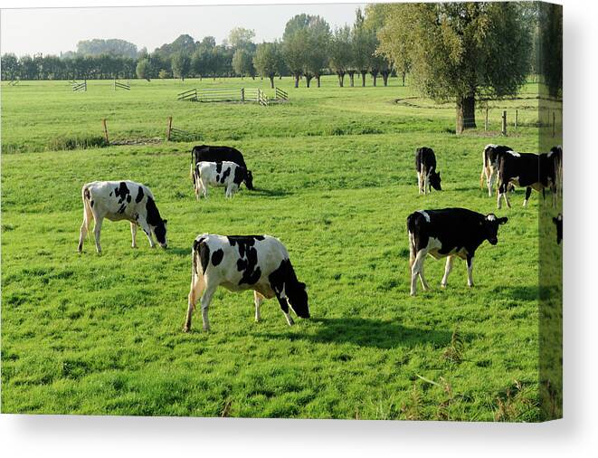 Scenics Canvas Print featuring the photograph Holstein Cows In A Meadow by Vliet