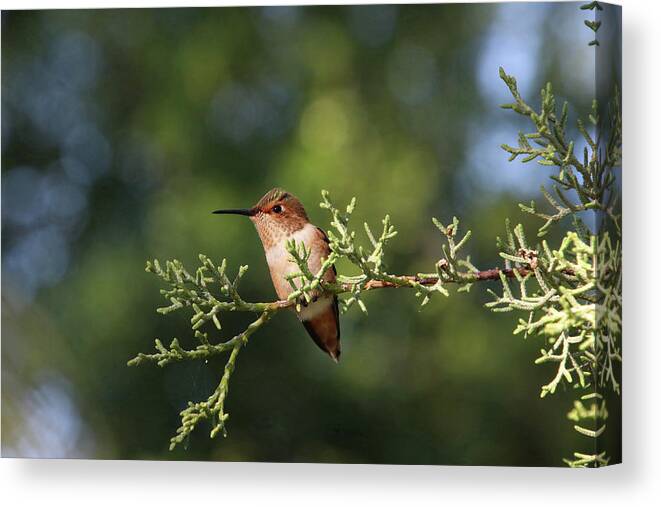 Hummingbird Canvas Print featuring the photograph Hummingbird on a Branch #1 by Diana Haronis