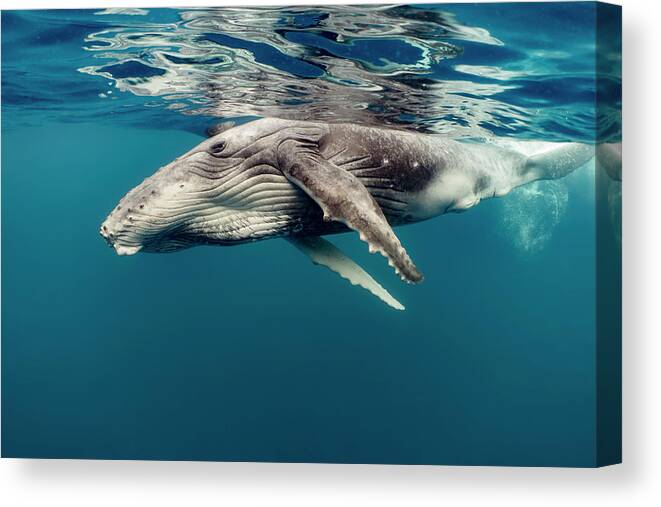 Animals Canvas Print featuring the photograph Humpback Whale Calf, Tonga #1 by Tui De Roy