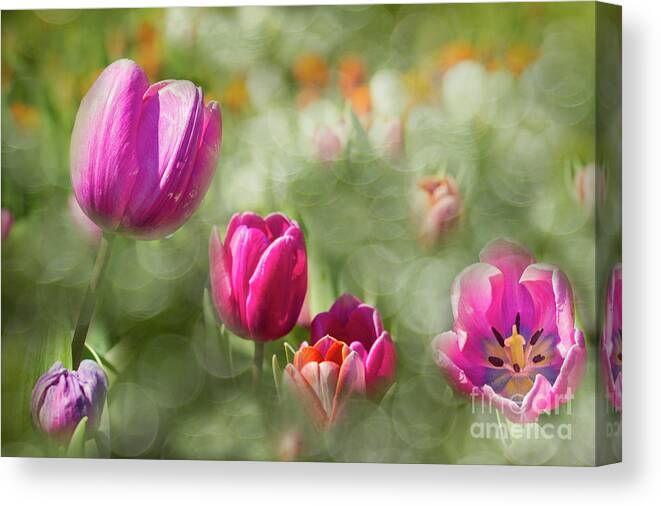 Tulips Canvas Print featuring the photograph I Choose Spring #1 by Marilyn Cornwell