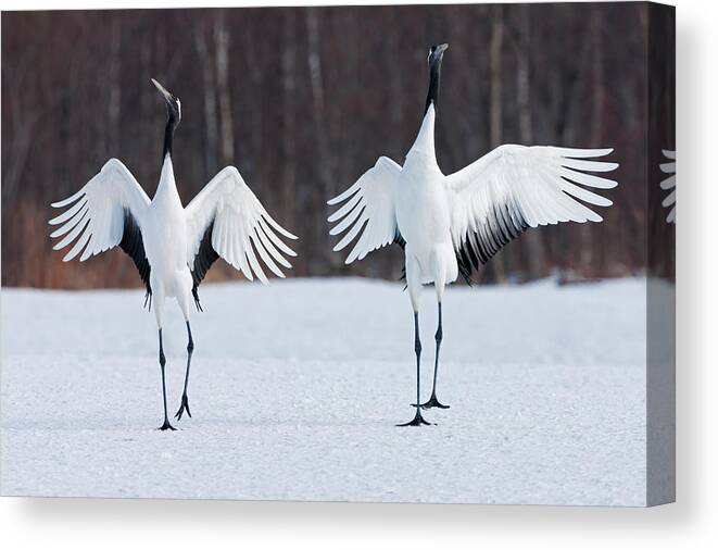 Hokkaido Canvas Print featuring the photograph Japanese Cranes Standing Upright #1 by Mint Images - Art Wolfe