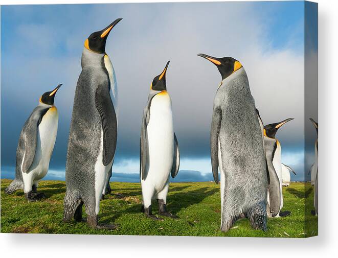 Animal Canvas Print featuring the photograph King Penguins At Volunteer Beach #1 by Tui De Roy