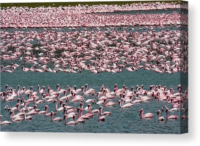 Kenya Canvas Print featuring the photograph Lesser Flamingos, Lake Narasha, Kenya #1 by Mint Images/ Art Wolfe