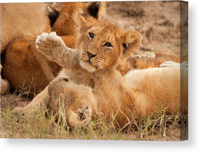 Kenya Canvas Print featuring the photograph Lion Cubs Wrestle On Masai Mara, Kenya #1 by Carl D. Walsh