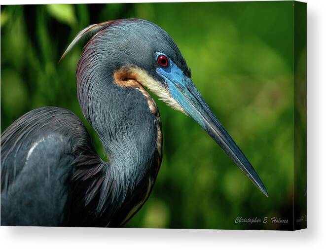 Christopher Holmes Canvas Print featuring the photograph Little Blue Heron II by Christopher Holmes