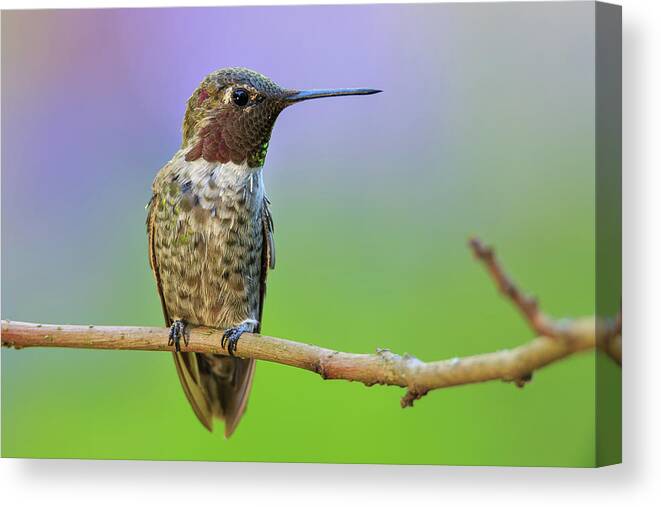 Animal Canvas Print featuring the photograph Midsummer Night's Dream IV - Male Anna's Hummingbird #1 by Briand Sanderson