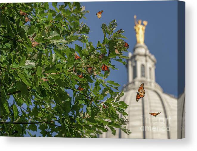 Monarchs Canvas Print featuring the photograph Monarchs Migrating Through Madison by Amfmgirl Photography
