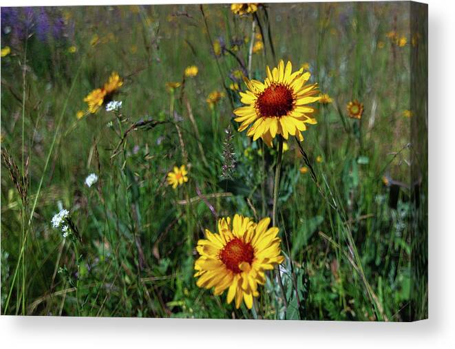 Wildflowers Canvas Print featuring the photograph Montana Wildflowers #1 by Douglas Wielfaert