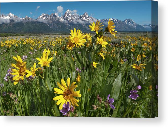 Jeff Foott Canvas Print featuring the photograph Mule Ears And The Tetons #1 by Jeff Foott
