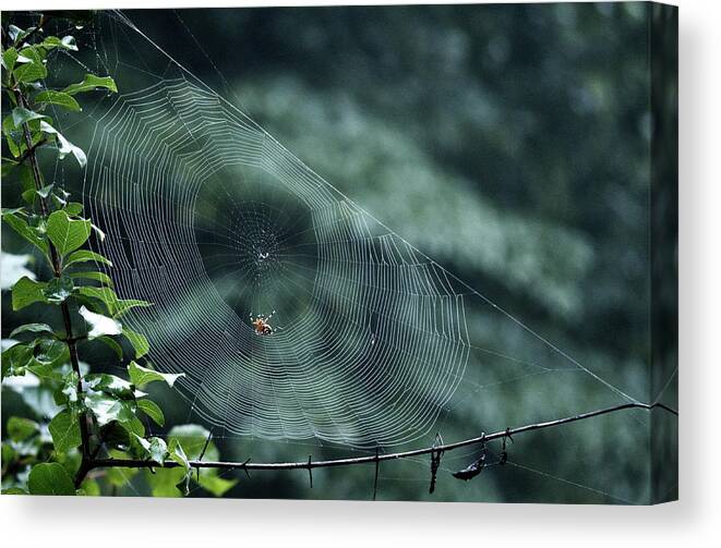 Animal Canvas Print featuring the photograph My Web #1 by Paul Ross