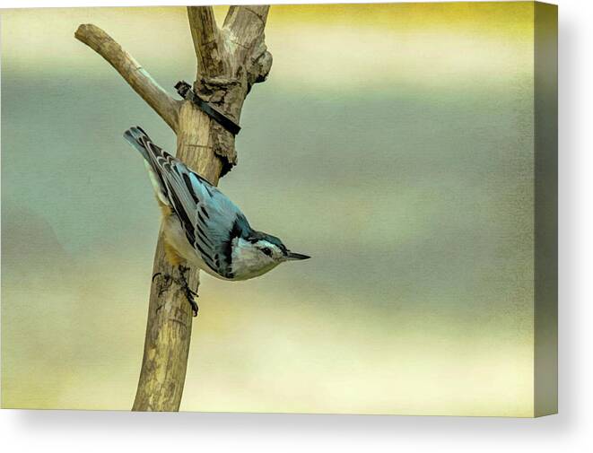 Songbird Canvas Print featuring the photograph Nuthatch by Cathy Kovarik