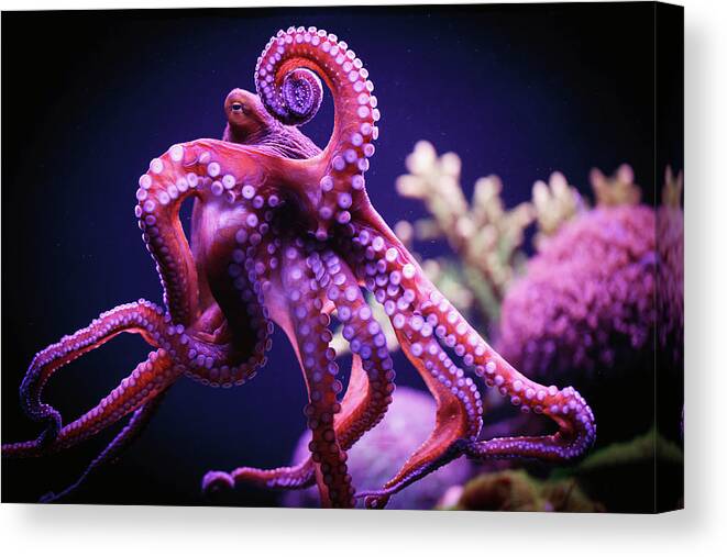 Underwater Canvas Print featuring the photograph Octopus #1 by Reynold Mainse / Design Pics