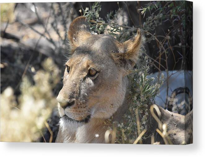 Lion Canvas Print featuring the photograph Okavango Lioness #1 by Ben Foster