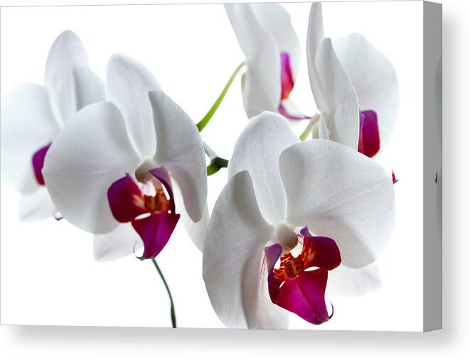White Background Canvas Print featuring the photograph Orchid On White #1 by Republica