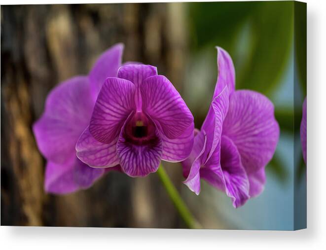 Orchid Canvas Print featuring the photograph Orchid #1 by Stuart Manning