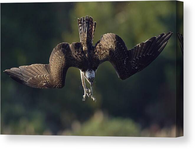 Osprey Canvas Print featuring the photograph Ospreys Catch Fish #1 by Johnny Chen
