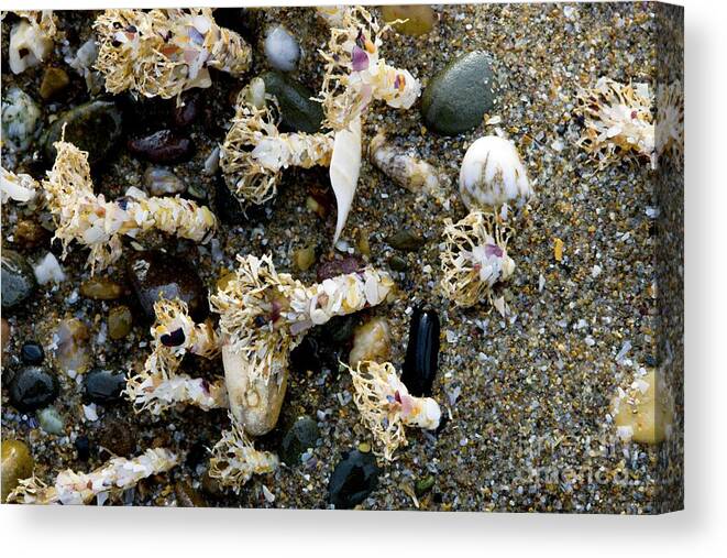 Sabella Pavonina Canvas Print featuring the photograph Peacock Worms At Low Tide #1 by Dr Keith Wheeler/science Photo Library