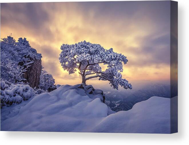 Trees Canvas Print featuring the photograph Pine Tree On The Rock #1 by Tiger Seo