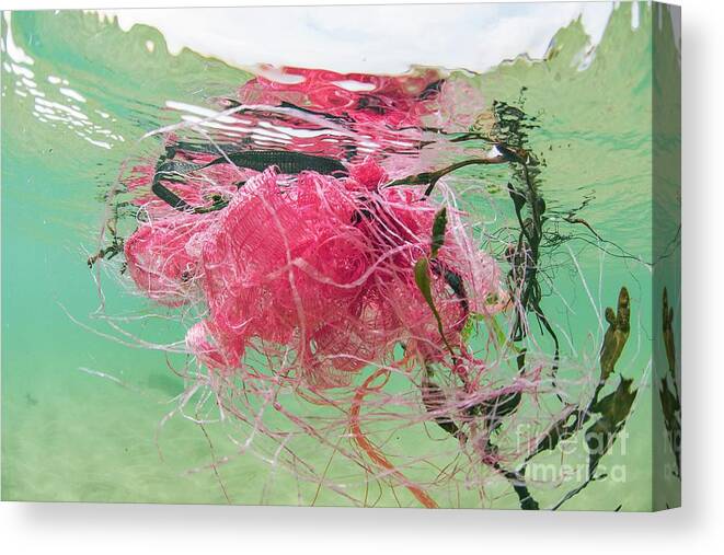 Atlantic Ocean Canvas Print featuring the photograph Plastic Fishing Nets Floating In Ocean #1 by Andy Davies/science Photo Library