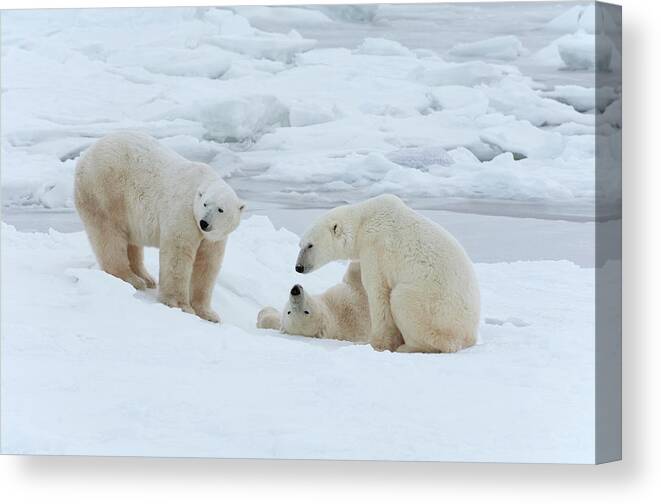 Bear Cub Canvas Print featuring the photograph Polar Bears In The Wild. A Powerful #1 by Mint Images - David Schultz