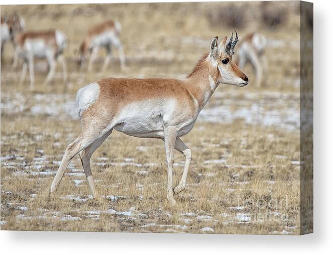 Pronghorn Canvas Print featuring the photograph Pronghorn #1 by Bitter Buffalo Photography