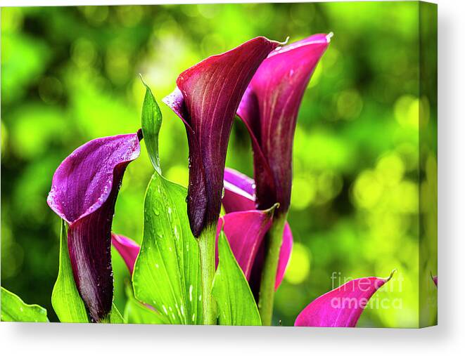 Araceae Canvas Print featuring the photograph Purple Calla Lily Flower by Raul Rodriguez