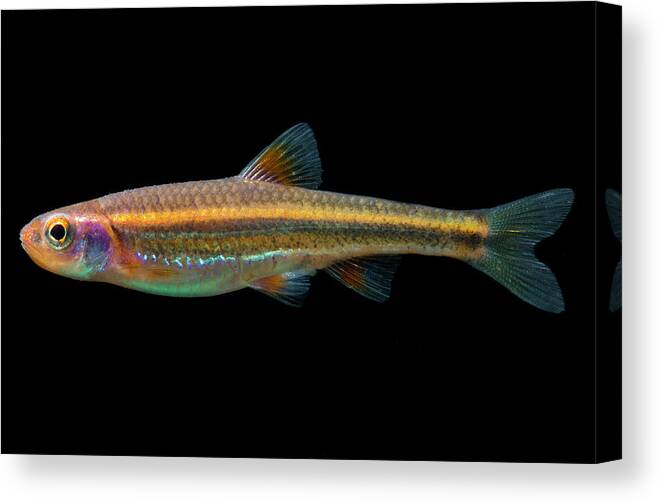 Animal Canvas Print featuring the photograph Rainbow Shiners Notropis Chrosomus #1 by Dante Fenolio