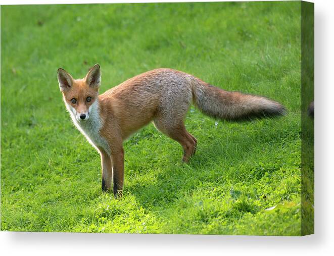 Grass Canvas Print featuring the photograph Red Fox Cub #1 by James Warwick