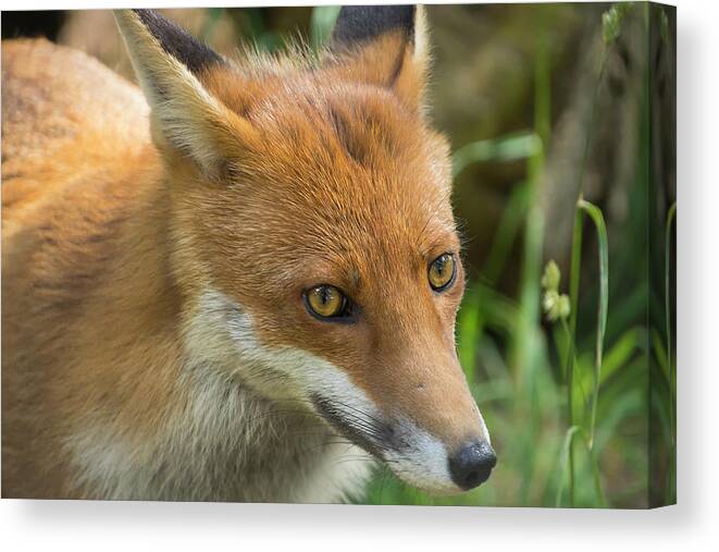 Red Canvas Print featuring the photograph Red Fox #1 by Kuni Photography