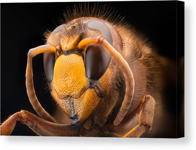 Hornet Canvas Print featuring the photograph Red Hornet #1 by Rico Cavallo