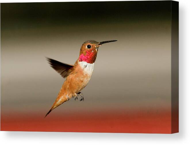 Hummingbird Canvas Print featuring the photograph Rufus #1 by Ronnie And Frances Howard