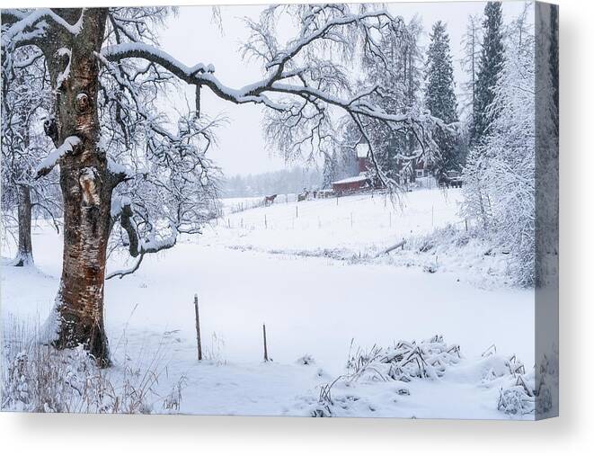 Landscape Canvas Print featuring the photograph Scenic Winter Landscape With Leafless #1 by Jani Riekkinen