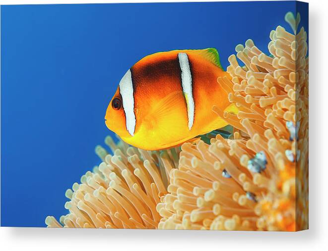 Underwater Canvas Print featuring the photograph Sea Life - Anemone Clownfish #1 by Ultramarinfoto