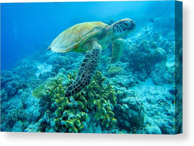 Wildlife Canvas Print featuring the photograph Sea Turtle At Sipadan #1 by Yumian Deng