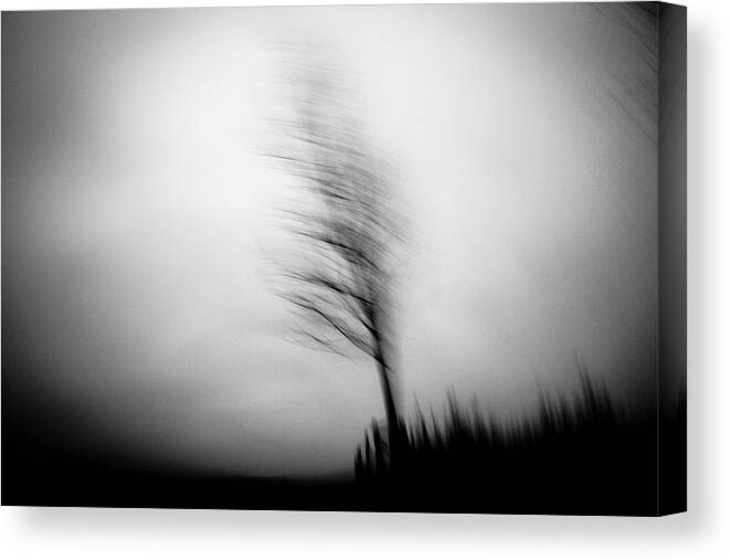 Tree Canvas Print featuring the photograph Shadow Dancer by Dorit Fuhg