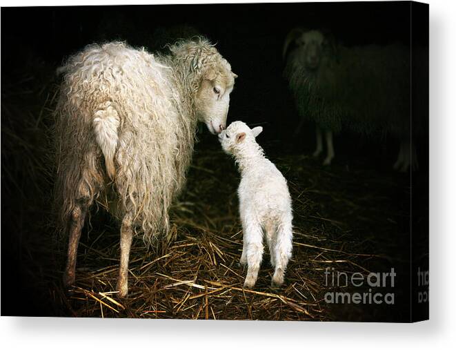 Offspring Canvas Print featuring the photograph Sheep With A Lamb Standing by Katarzyna Mazurowska