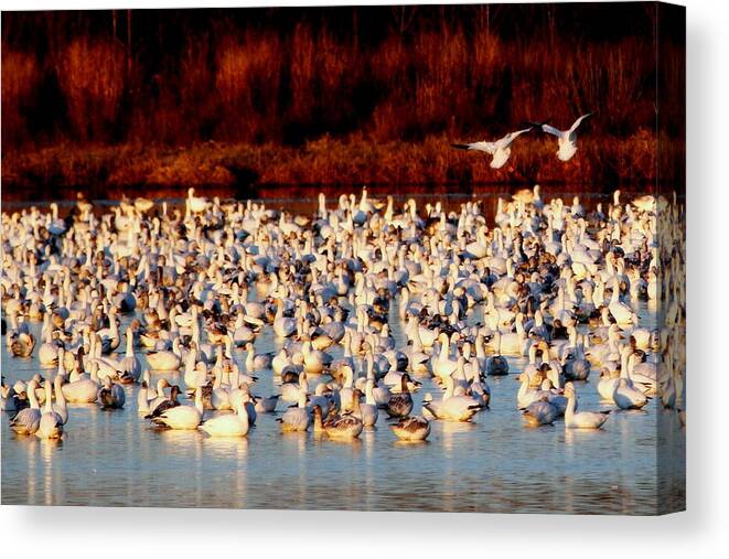 Delaware Canvas Print featuring the photograph Snow Geese #1 by Carson Lin, West Chester, Pennsylvania