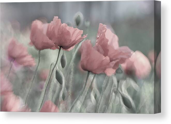 Flower Canvas Print featuring the photograph Softly #1 by Anne Worner