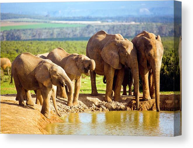Tranquility Canvas Print featuring the photograph South Africa, African Elephants At #1 by John Seaton Callahan