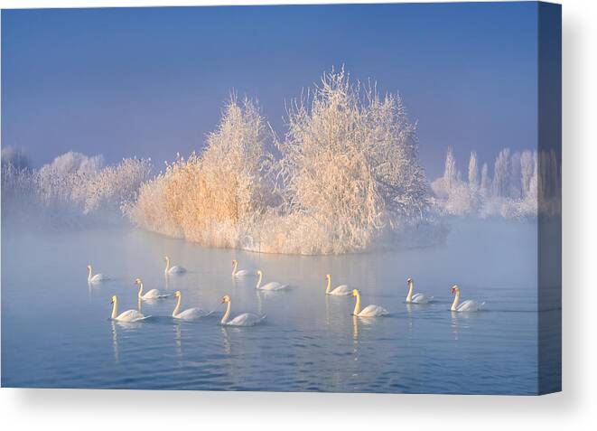 Blue Canvas Print featuring the photograph Swan Lake #1 by Hua Zhu