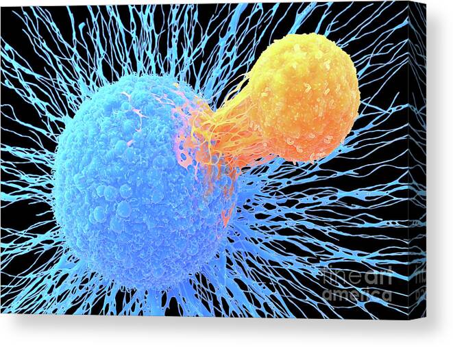 Antigen Canvas Print featuring the photograph T-cell Attaching To Cancer Cell #1 by Roger Harris/science Photo Library