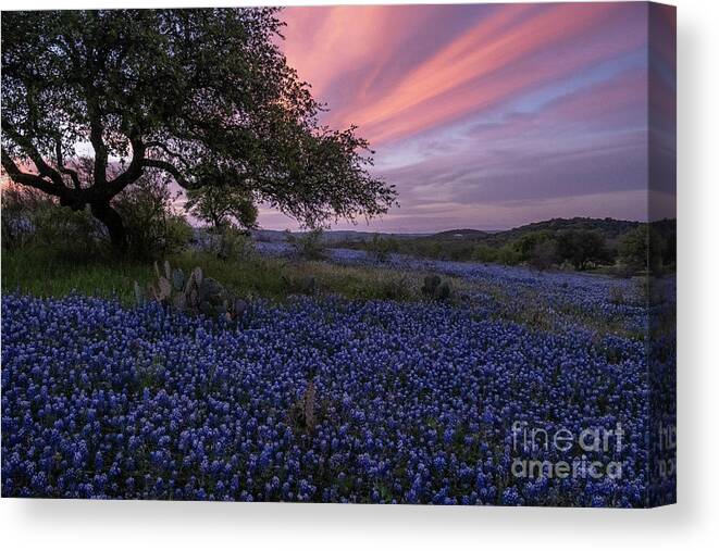 Texas Canvas Print featuring the photograph Texas Bluebonnets at Sunrise #1 by Kanokwalee Pusitanun