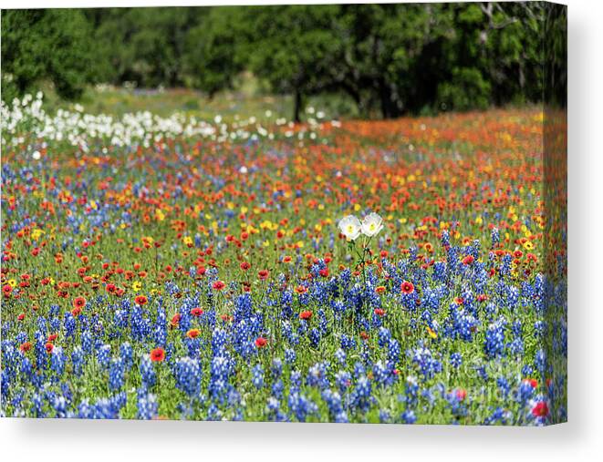  Canvas Print featuring the photograph Texas Wildflowers #1 by Paul Quinn