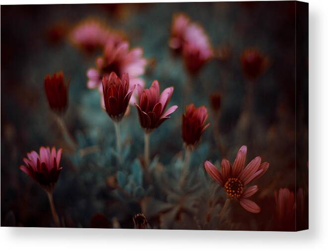 Flower Canvas Print featuring the photograph The Flower #1 by Farid Kazamil