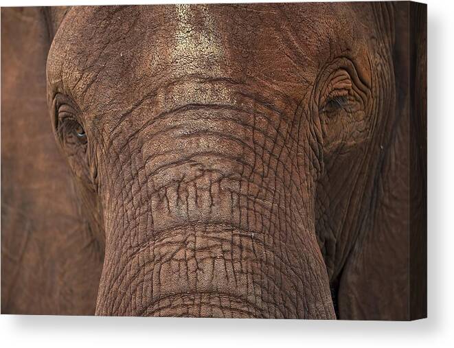 Elephant Canvas Print featuring the photograph The Head #1 by Marco Pozzi