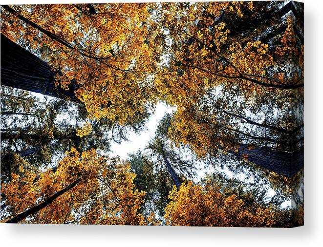 The Orange Forest Canvas Print featuring the photograph The Orange Forest #1 by Joseph S Giacalone