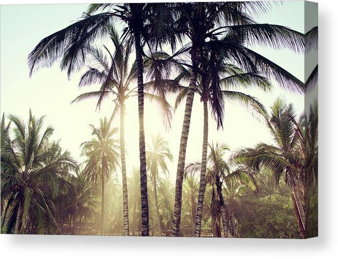 Surfing Canvas Print featuring the photograph Ticla Palms #1 by Nik West