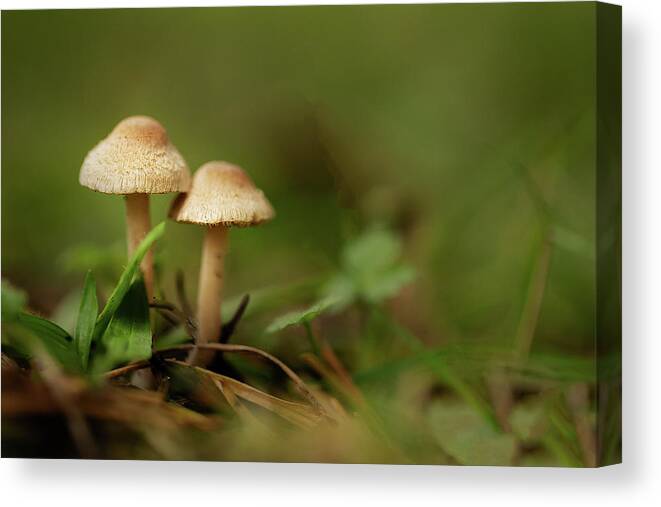 Nature Canvas Print featuring the photograph Together #1 by Bob Cournoyer