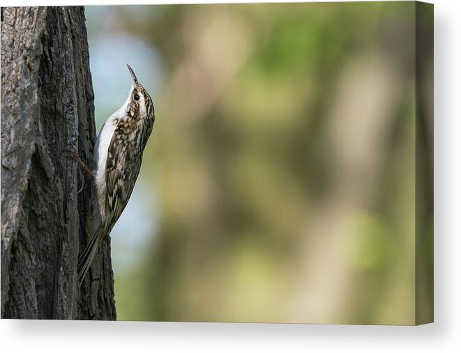 Photography Canvas Print featuring the photograph Treecreeper #2 by Wendy Cooper